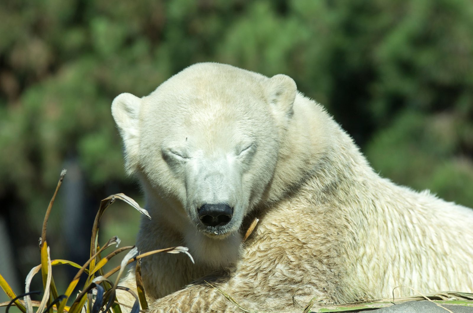 San Diego Zoo Part I 075